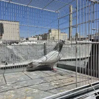 پرنده
