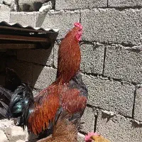 خروس دورگه
