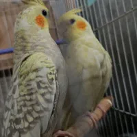 عروس هلندی دوجفت با جوجه