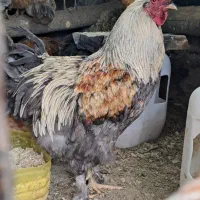 فروش یک عدد خروس برهما
