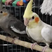 جوجه عروس هلندی