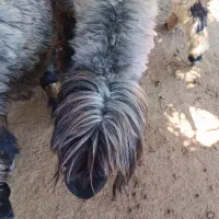 یک راس قوچ کله زنگ درجه یک کری