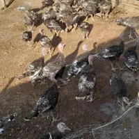 بوقلمون برنز