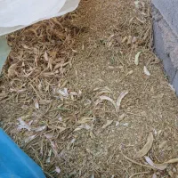 کاه لوبیا