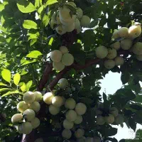 آلو شابلون مخصوص خشک کردن خوراکی و لواشک