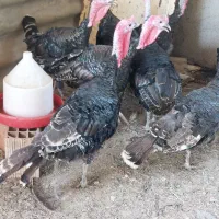 ۹ عدد بوقلمون ۳ ساله