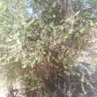 برگ درخت حنا