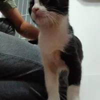 بچه گربه نر 3 ماهه