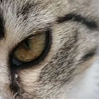 گربه رایگان