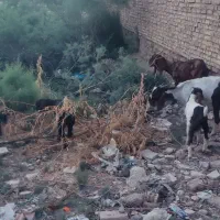 خرمشهر|حیوانات مزرعه|خرمشهر, |دیوار