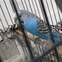 قناری دم زرد ومرغ عشق