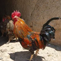 خروس گلین