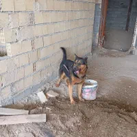 سگ ژرمن اصیل نر خوش فیس