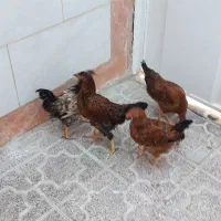پنج تا مرغ