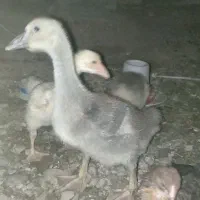 بچه غاز