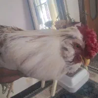 خروس گلین 1300