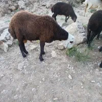 قزل افشار اصل