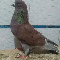 ی جفت کبوتر پرشی بشرط