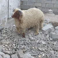 بره نر چاق و برای قصابی و برای داشت