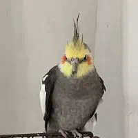 عروس نر
