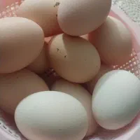 تخم مرغ نطفه  دار
