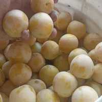 آلو قطره طلا
