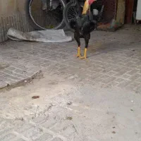 خروس لاری