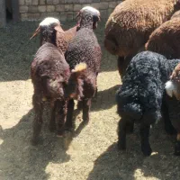 بز فرار کرده