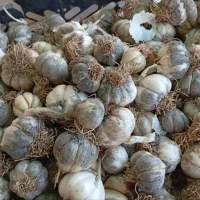سیر درشت محلی