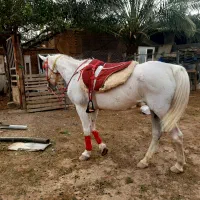 اسب مادیون