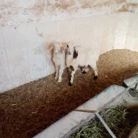 دو عدد بره ماده کوچک