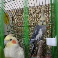 عروس هلندی