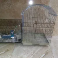 قفس طوطی سانان،مرغ مینا و طورقه