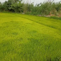 بزره شالی فجره سوزنی 75روزه بوجاری شده