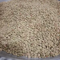 عدس محلی درجه یک یاسوج بشرط