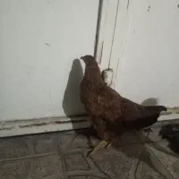 خروس