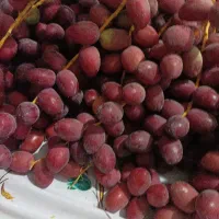 خارک قرمز شیرین