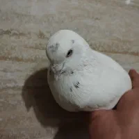 کبوتر دم قهوه ای نر