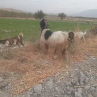 پازن پاکستانی و بز پاکستانی
