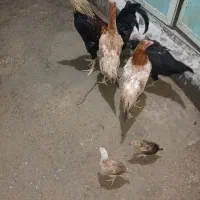 مجسمه جوجه و مرغ