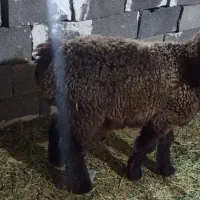 بره نروماده چاق