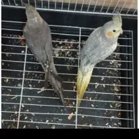فروش دو عدد عروس هلندی(نر-ماده)