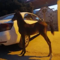 کره درجه یک 2ماهه