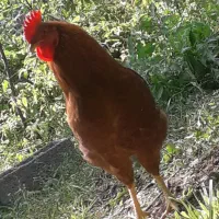 مرغ و خروس
