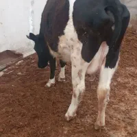 گاو شیری تلیسه گوساله ماده گوسفند بره میش