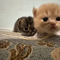 بچه گربه