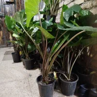 بابا آدم