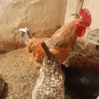 خروس جوان