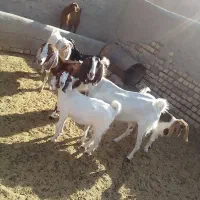 بز و بزغاله کردی