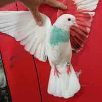 کفتر پرشی (گرفتنی بلندی)